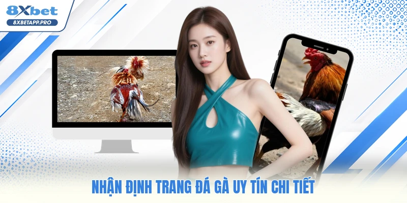 Nhận định trang đá gà uy tín chi tiết